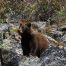 Black Bears, Yellowstone National Park, Black Bear Berry Season
