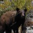 Black Bear, Black Bears, Yellowstone National Park Bears