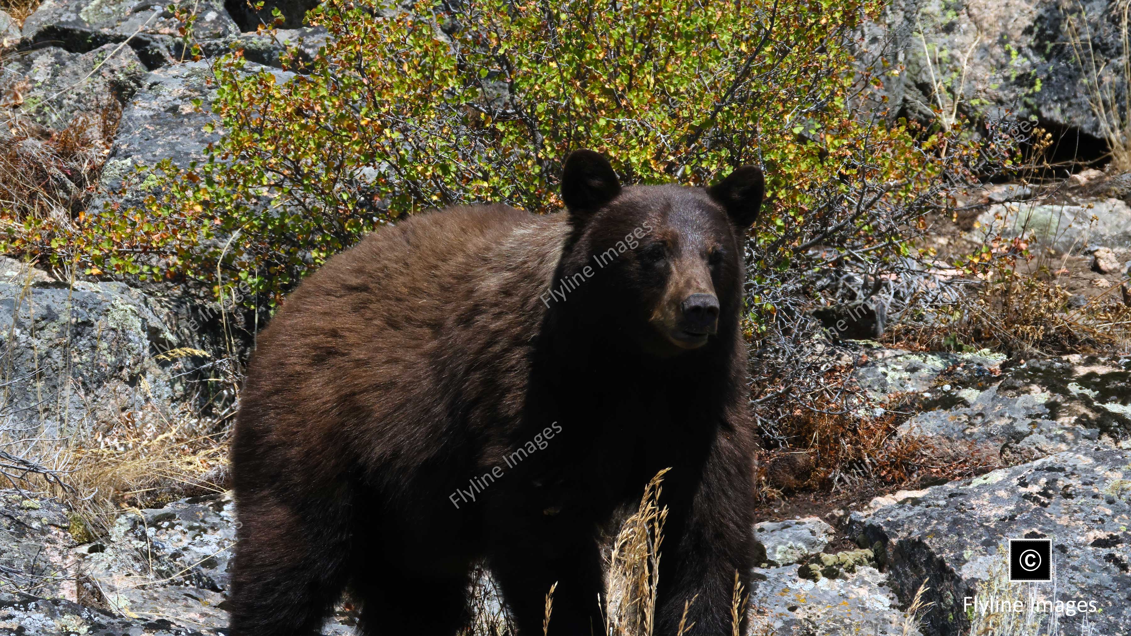 Black Bear, Black Bears, Yellowstone National Park Bears