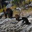 Black Bear, Black Bear Cubs, Yellowstone National Park Bears