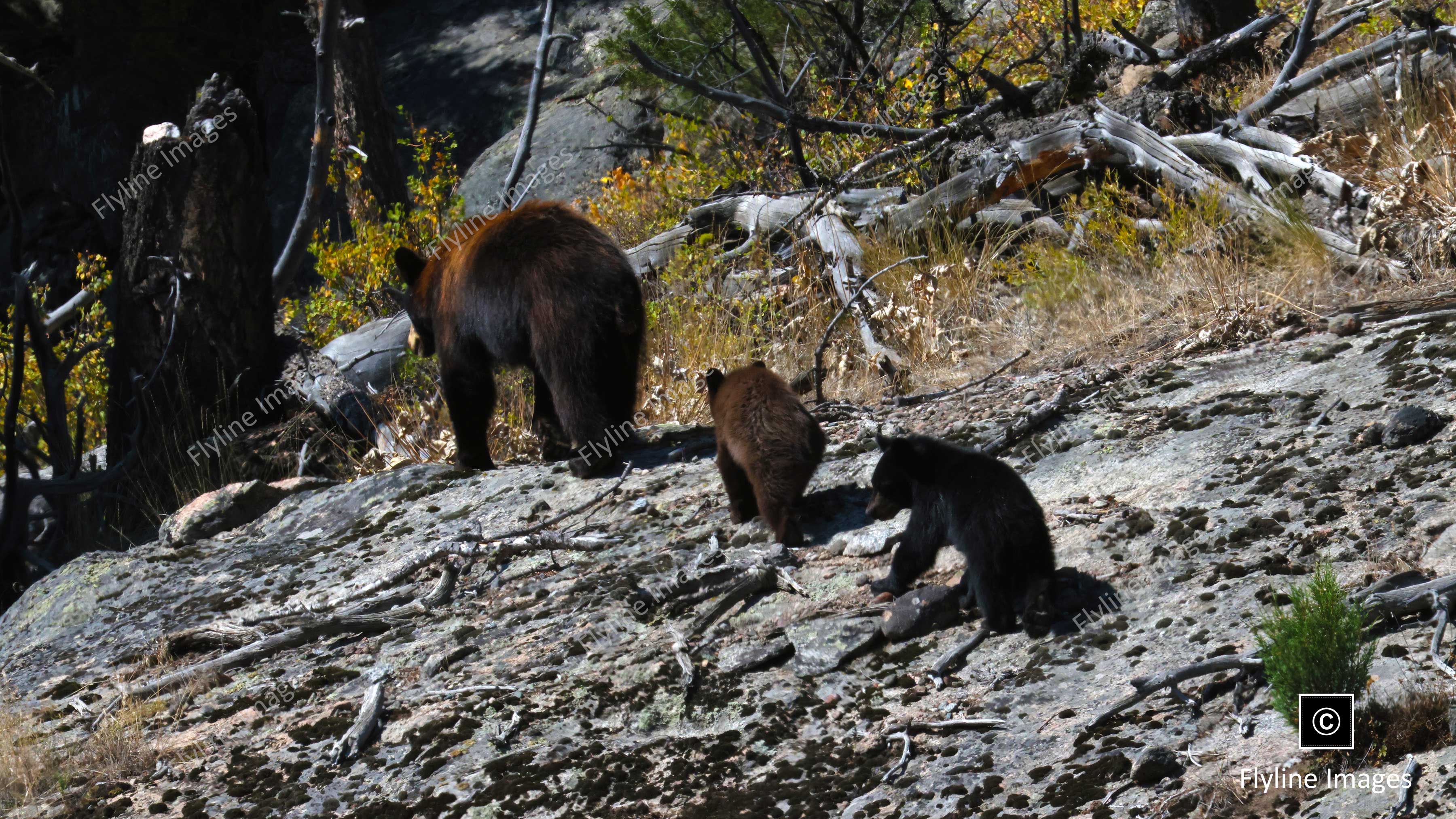 Black Bear, Black Bear Cubs, Yellowstone National Park Bears