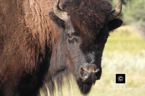 Buffalo Banner Buffalo, Yellowstone National Park, Wildlife Photography