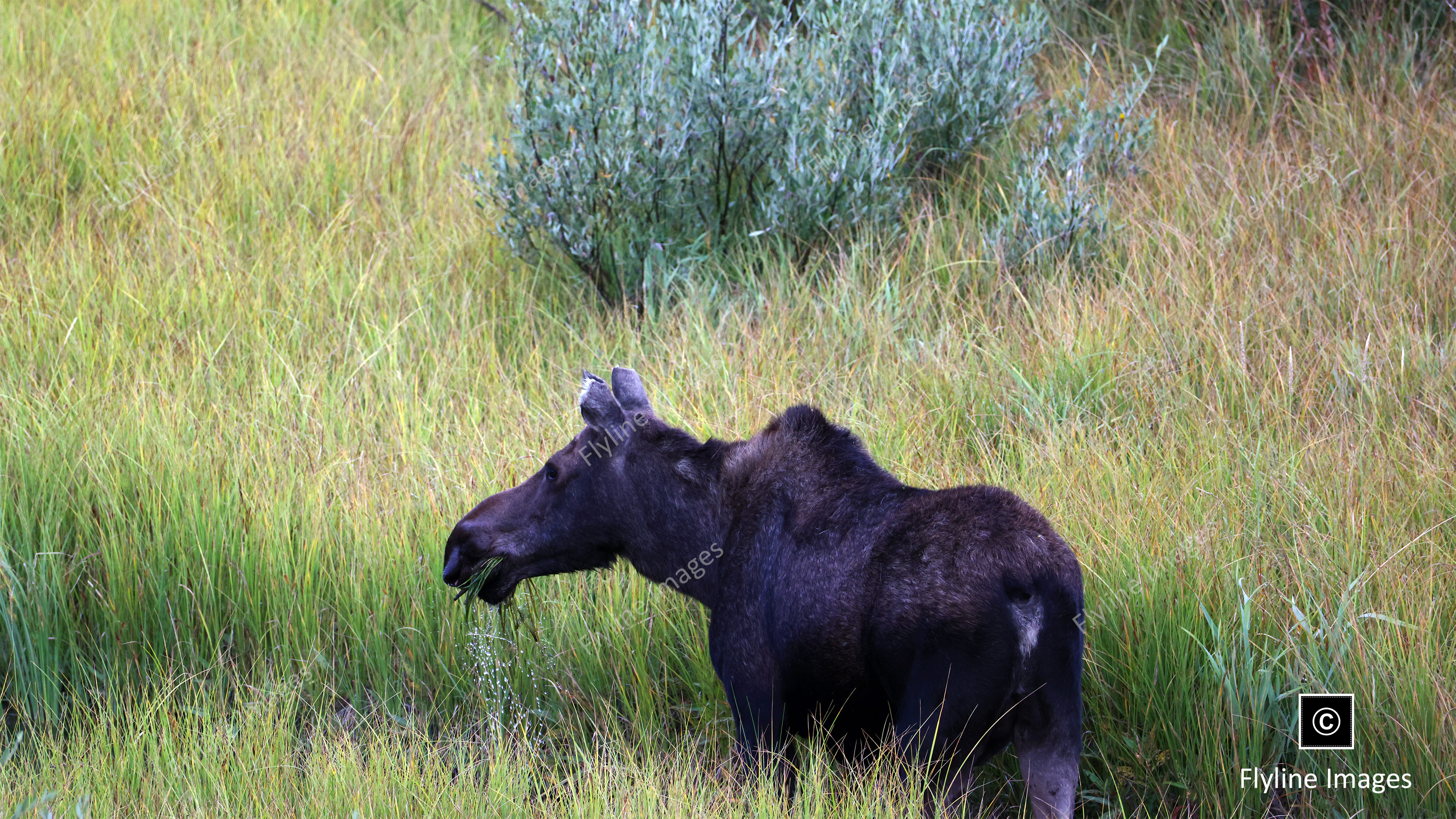 Moose, Grand Teton National Park, Female Moose