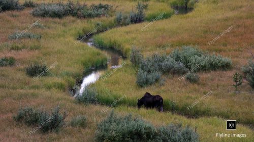 Moose, Grand Teton National Park, Female Moose