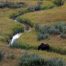 Moose, Grand Teton National Park, Female Moose
