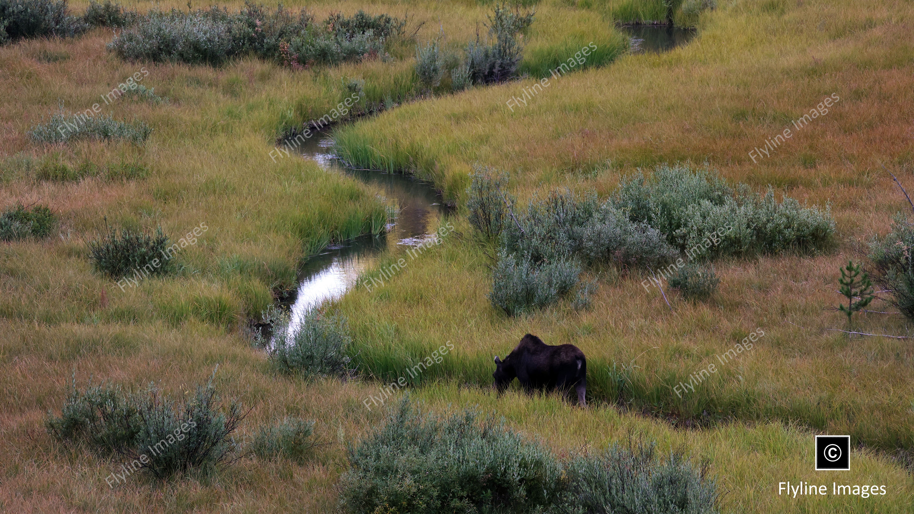Moose, Grand Teton National Park, Female Moose