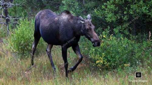 Moose, Grand Teton National Park, Female Moose