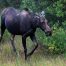 Moose, Grand Teton National Park, Female Moose