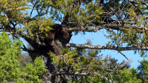 Black Bear, Black Bears, Yellowstone National Park Bears