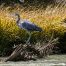 Blue Heron, Chama River, New Mexico, Coopers El Vado Ranch
