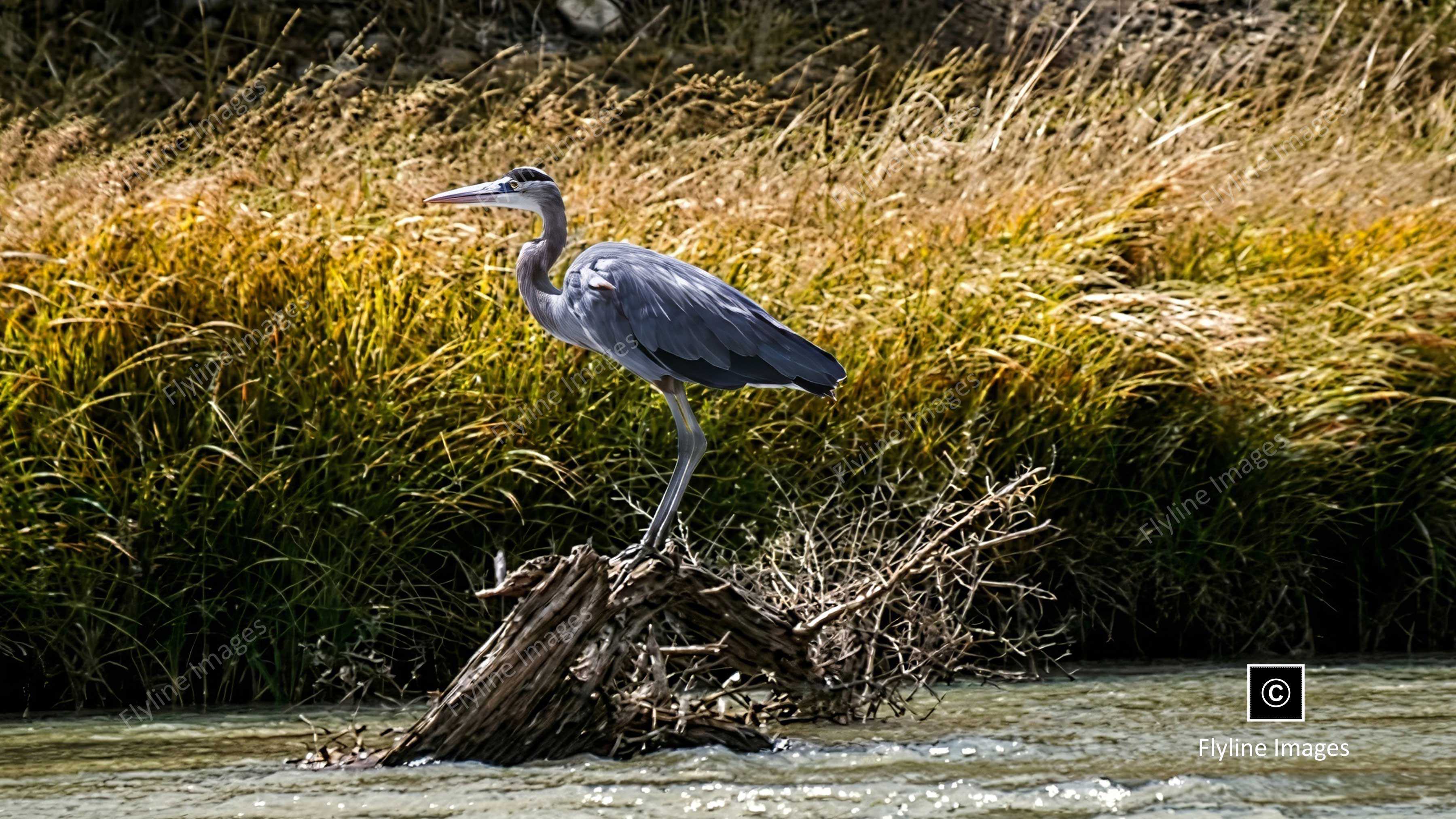 Blue Heron, Chama River, New Mexico, Coopers El Vado Ranch