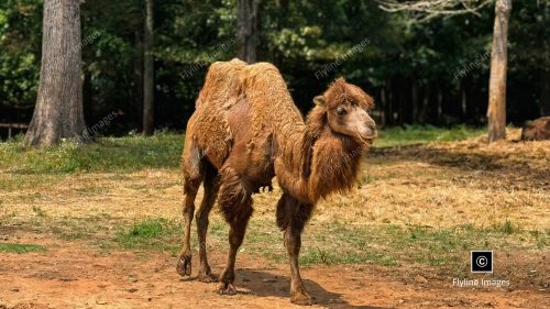 Camel, Bactrian Camel, Chestatee Wildlife Preserve, Dahlonega Georgia
