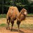 Camel, Bactrian Camel, Chestatee Wildlife Preserve, Dahlonega Georgia