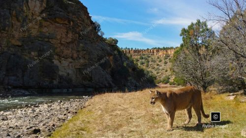 Mountain Lion, Chama River Wilderness, New Mexico, Cougar