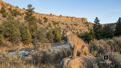 Mountain Lion, Chama River Wilderness, New Mexico