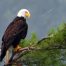 Eagle, Bald Eagle, Big Canoe, Lake Petit, Epic Eagle Photograph