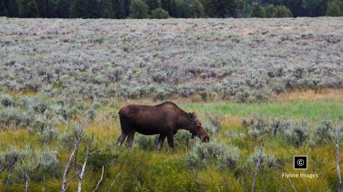 Moose Wilson Road, Female Moose, Grand Teton National Park