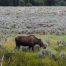 Moose Wilson Road, Female Moose, Grand Teton National Park