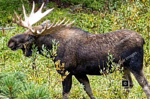 Moose, Bull Moose, Yellowstone National Park, Moose Rut