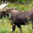 Moose, Bull Moose, Yellowstone National Park, Moose Rut