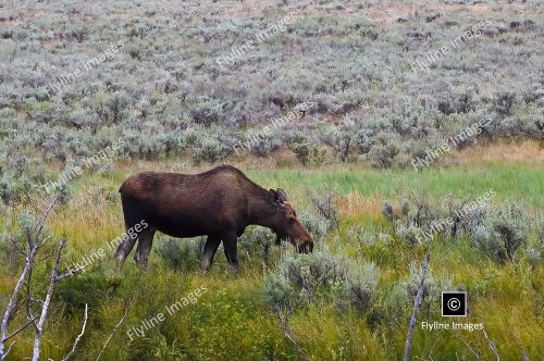 Female Moose, Moose Wilson Road, Grand Teton Nationa Park