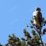 Redtail Hawk, Hawks, Birds of Prey, Raptors, Yellowstone National Park