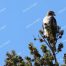 Redtail Hawk