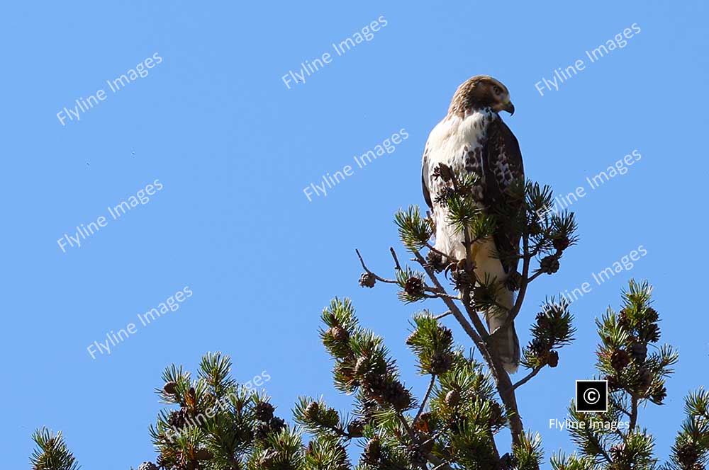 Redtail Hawk