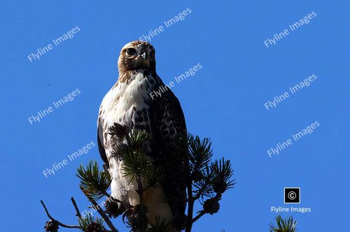 Redtail Hawk, Yellowstone National Park
