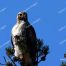 Redtail Hawk, Yellowstone National Park