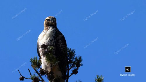 Redtail Hawk, Yellowstone National Park, Hayden Valley, Hawks in Yellowstone