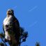 Redtail Hawk, Yellowstone National Park, Hayden Valley, Hawks in Yellowstone