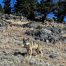 Wolf, Grey Wolf, Yellowstone National Park, Slough Creek Trail
