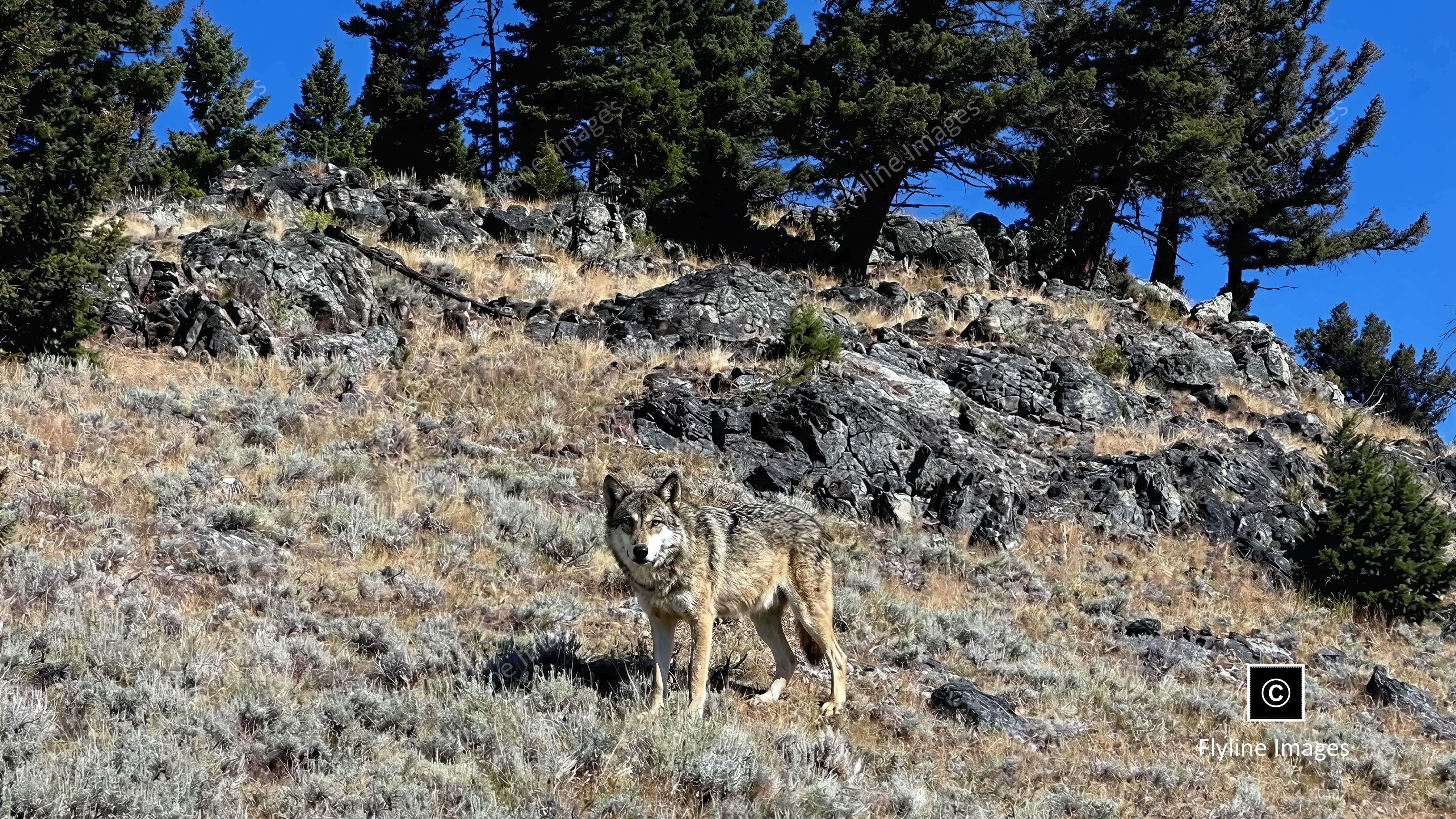 Wolf, Grey Wolf, Yellowstone National Park, Slough Creek Trail