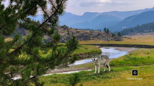 Wolf, Grey Wolf, Yellowstone National Park, Slough Creek Trail