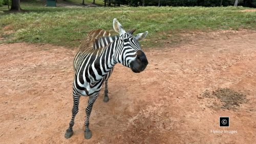 Zebra, Plains Zebra, Africa