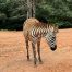 Zebra, Plains Zebra, Africa