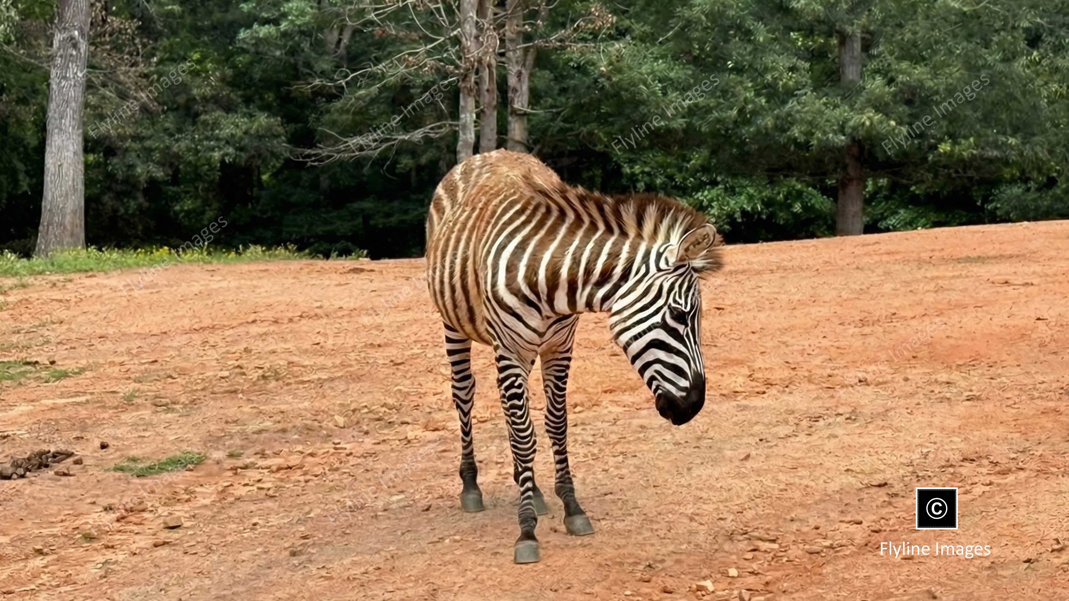 Zebra, Plains Zebra, Africa